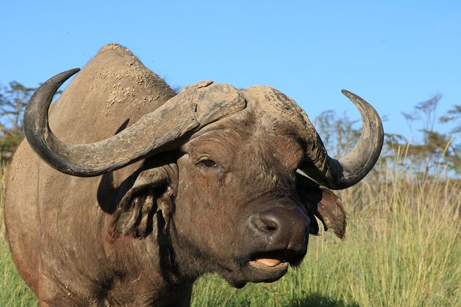 3-Day Safari in Serengeti & Ngorongoro(Mid-range) - Day two: a fuller day in the Serengeti