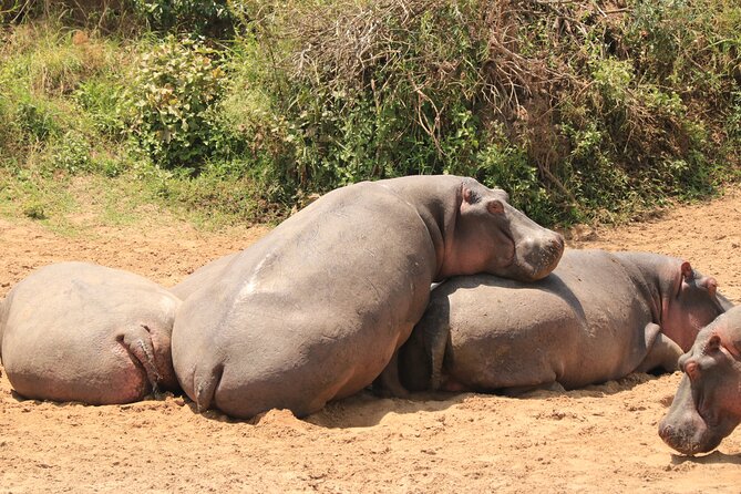 3-Day Safari in Serengeti & Ngorongoro(Mid-range) - Day three: descending into Ngorongoro Crater