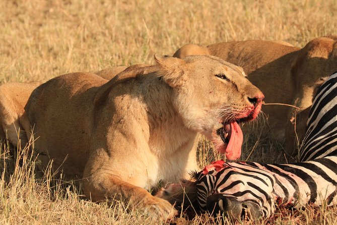 3-Day Safari in Serengeti & Ngorongoro(Mid-range) - What the private format changes
