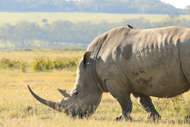 3-Day Safari in Serengeti & Ngorongoro(Mid-range) - Guide quality and the small details that matter