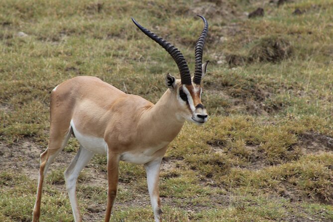 3-Day Safari in Serengeti & Ngorongoro(Mid-range) - Food, timing, and comfort on a demanding route