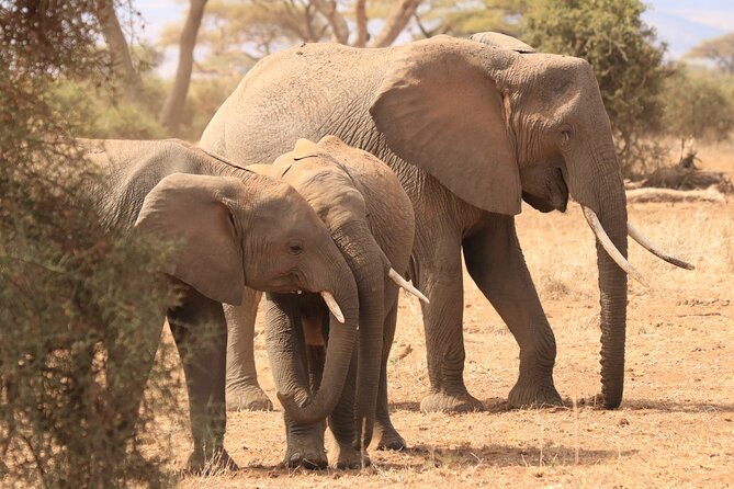 3-Day Safari in Serengeti & Ngorongoro(Mid-range) - Is $2,480 per person fair value?