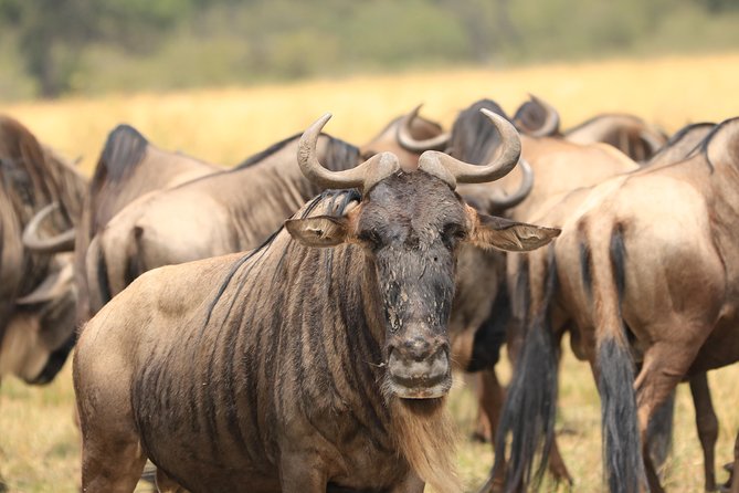 3-Day Safari in Serengeti & Ngorongoro(Mid-range) - Day one: the long road from Arusha to afternoon wildlife