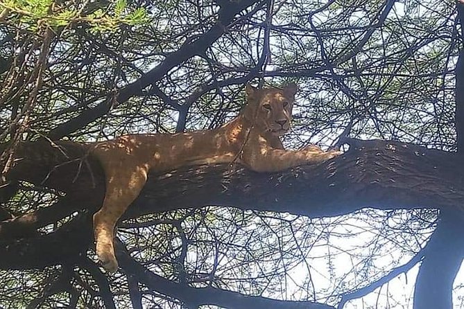 3-Day Safari to Ngorongoro, Tarangire & Lake Manyara NP - Day three: Lake Manyara’s forest and birdlife