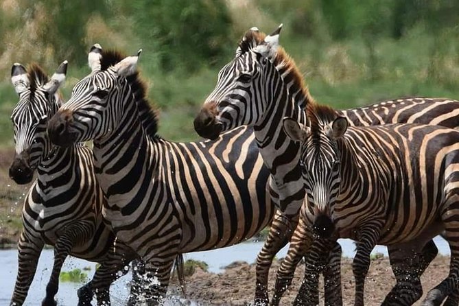 3-Day Safari to Ngorongoro, Tarangire & Lake Manyara NP - The small-group setup and guide experience