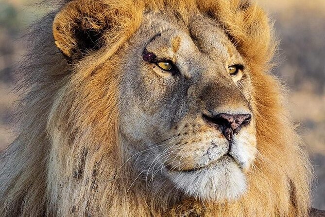 3 Day Safari to Serengeti National Park and Ngorongoro Crater - Key points at a glance
