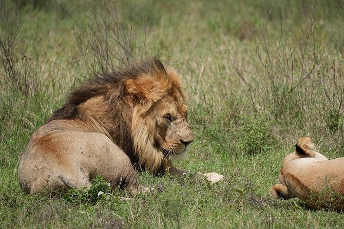 3 Day Safari to Serengeti National Park and Ngorongoro Crater - From the Serengeti to Ngorongoro Simba Campsite