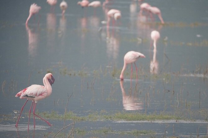 3 Day Safari to Serengeti National Park and Ngorongoro Crater - The camping choice and the pace