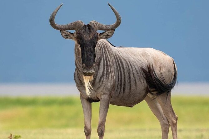 3 Day Safari to Serengeti National Park and Ngorongoro Crater - Morning wildlife in Serengeti National Park