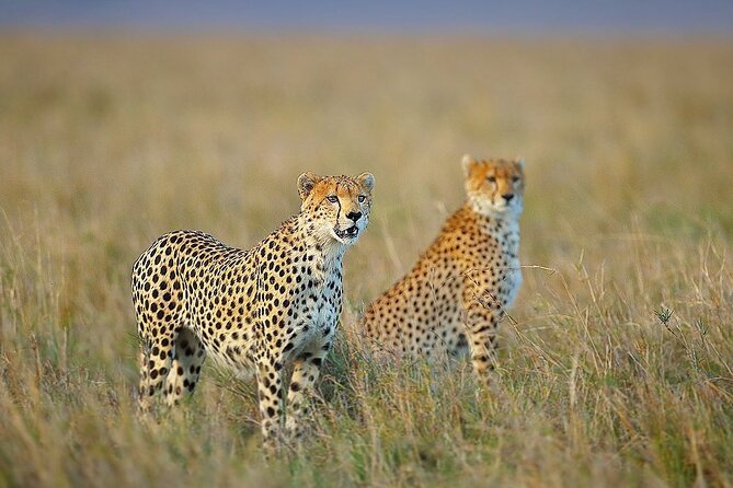 3 Day Sharing Safari - Manyara, Ngorongoro Crater and Tarangire National Parks - Day one at Tarangire National Park