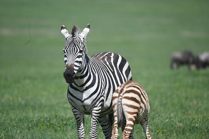 3 Day Sharing Safari - Manyara, Ngorongoro Crater and Tarangire National Parks - What the $870 price really covers
