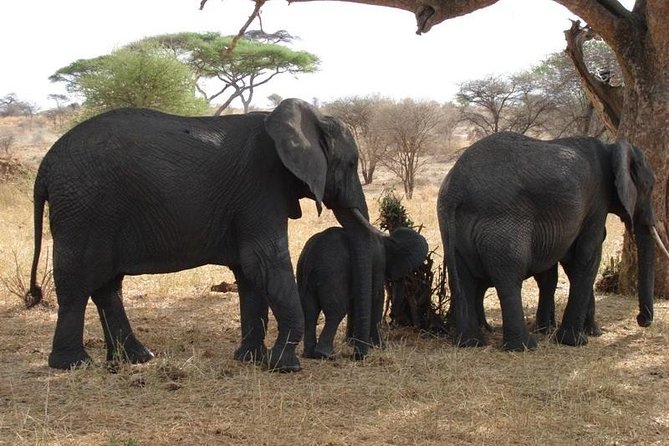 3 Day Tanzania Luxury Safari - Meals, lodges, and the pace of three days