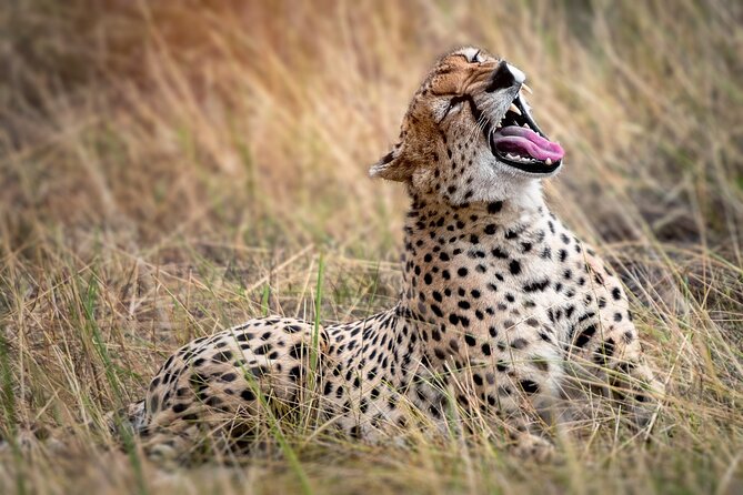 3-Day Tarangire, Lake Manyara and Ngorongoro - Guides, communication, and the human side of the trip
