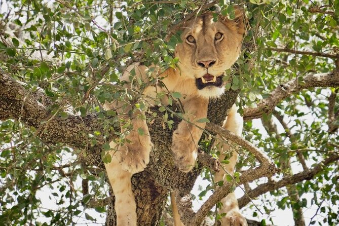 3-Day Tarangire, Lake Manyara and Ngorongoro - Day two: six to seven hours inside Ngorongoro Crater