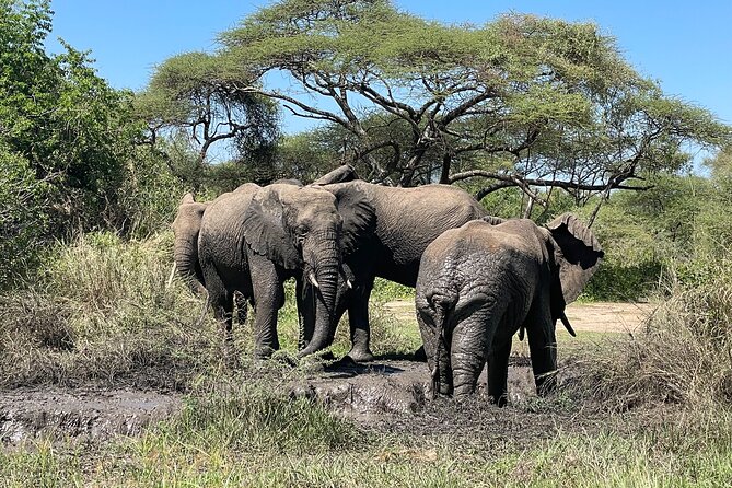 3-Day Tarangire, Ngorongoro and Lake Manyara Camping Safari - Booking Details and Cancellation