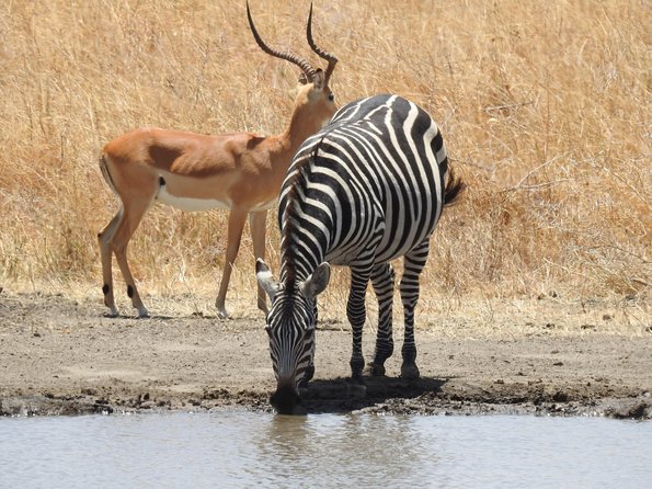 3 Day - Tarangire, Ngorongoro Crater Lake Manyara- Mid - Range - Day 3: Lake Manyara’s forests and monkeys