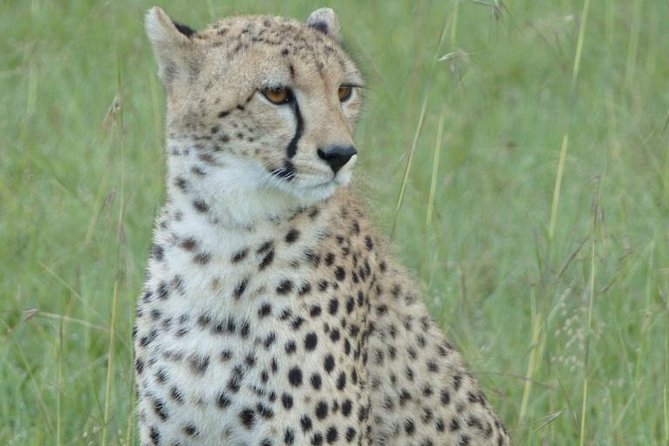 3 Day - Tarangire, Ngorongoro Crater Lake Manyara- Mid - Range - Guides are the main part of the value