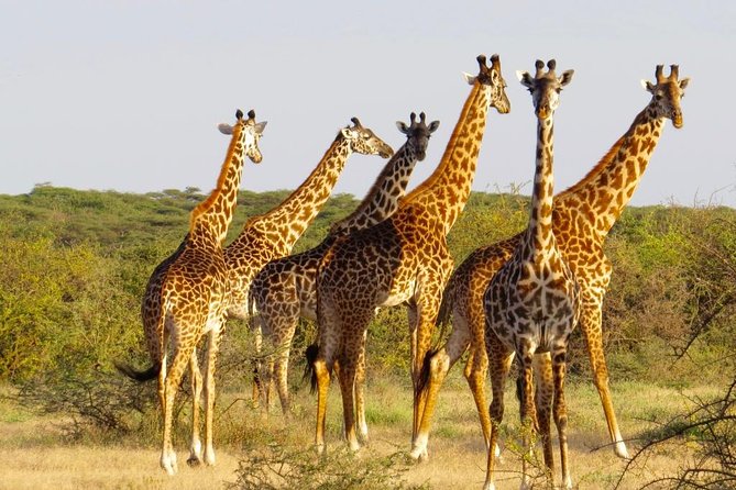 3 Day - Tarangire, Ngorongoro Crater Lake Manyara- Mid - Range - Who will enjoy this safari most