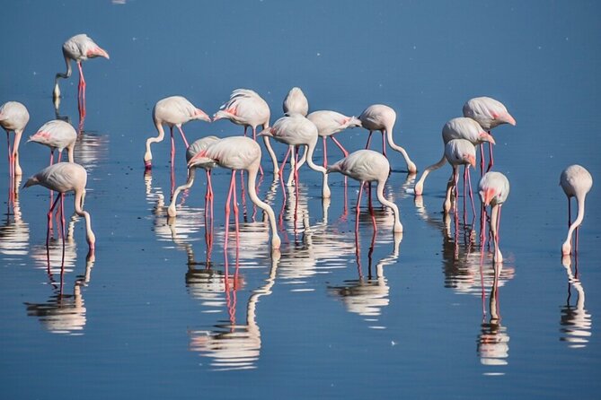 3-Day Tarangire, Ngorongoro Crater, Manyara Park - What the private format changes