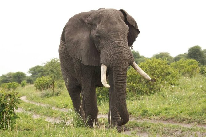 3-Day Tarangire, Ngorongoro Crater, Manyara Park - Why Tarangire earns its first-day place