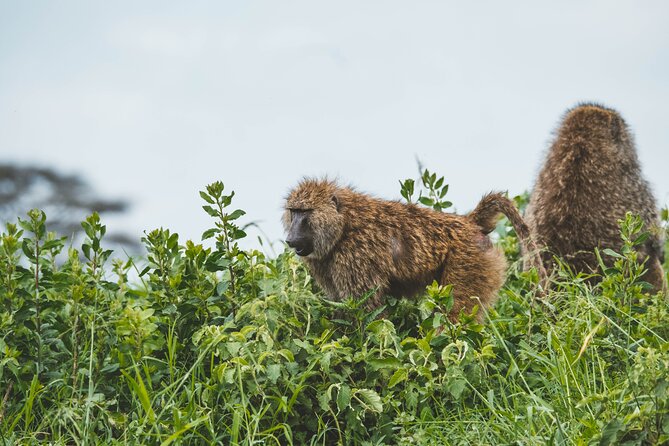 3-Day Tarangire, Ngorongoro & Manyara Best Tour & Safari - Day one: Tarangire elephants and the Masai plains