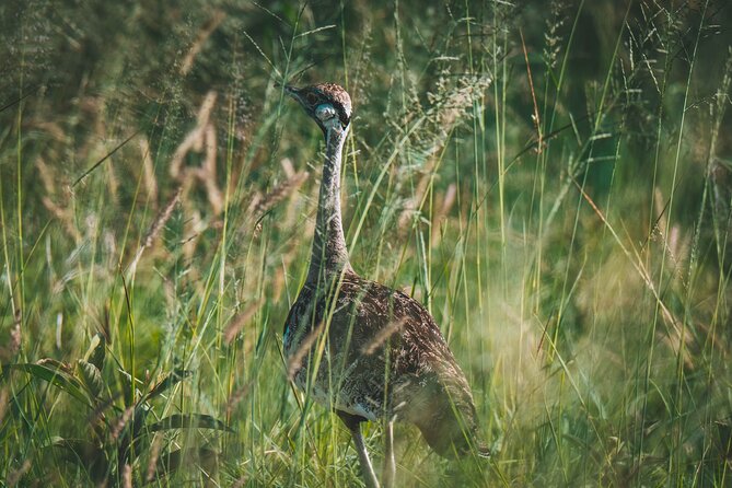 3-Day Tarangire, Ngorongoro & Manyara Best Tour & Safari - Day three: Lake Manyara and birdlife