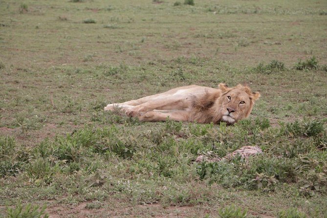 3-Day Tarangire NP, Manyara NP & Ngorongoro Crater - What the small group means in practice