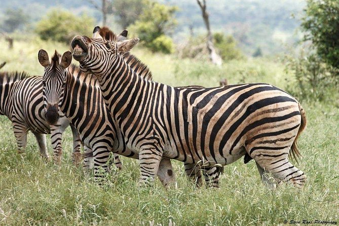 3-Day Tarangire NP, Manyara NP & Ngorongoro Crater - The tradeoff: intensity over free time
