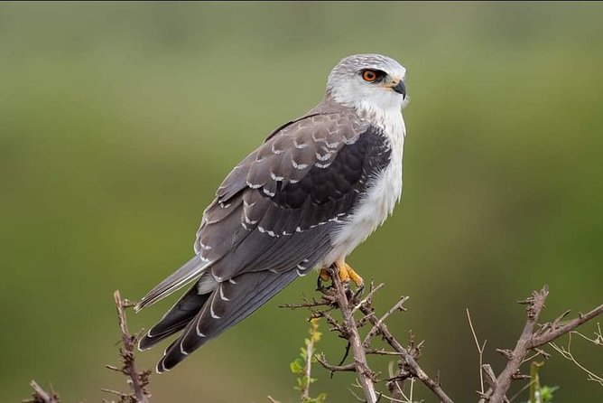 3-Day Tarangire NP, Manyara NP & Ngorongoro Crater - Who should book this Tanzania safari?