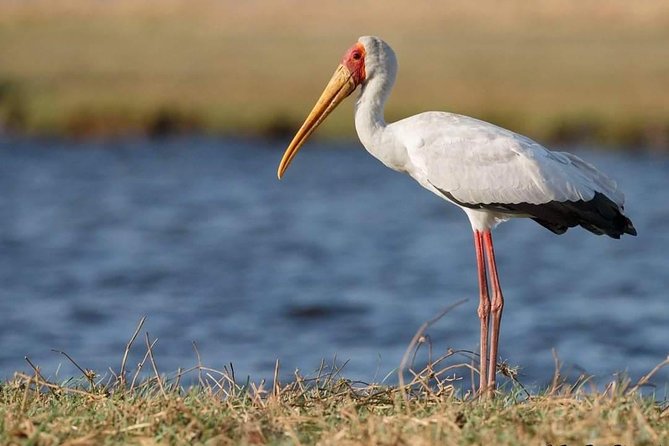 3-Day Tarangire NP, Manyara NP & Ngorongoro Crater - Day 2: Ngorongoro Crater and the best Big Five opportunity