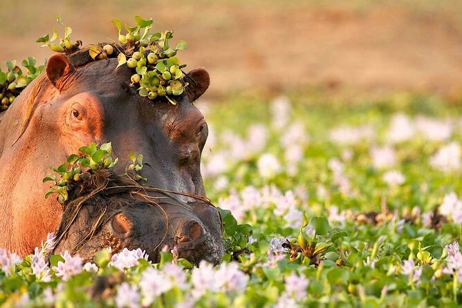 3-Day Taste of Tanzania Safari (Tarangire National park and Ngorongoro Crater) - Why this short safari works