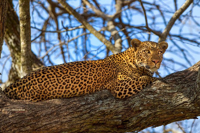3-Day Taste of Tanzania Safari (Tarangire National park and Ngorongoro Crater) - Day two: descending into Ngorongoro Crater