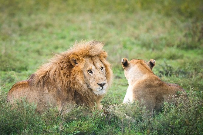 3-Day Taste of Tanzania Safari (Tarangire National park and Ngorongoro Crater) - What the $900 price really covers
