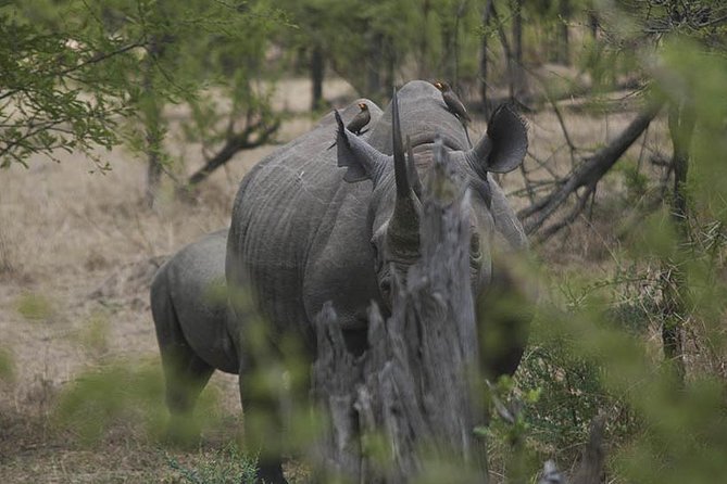 3-Day Taste of Tanzania Safari (Tarangire National park and Ngorongoro Crater) - Who should choose this safari