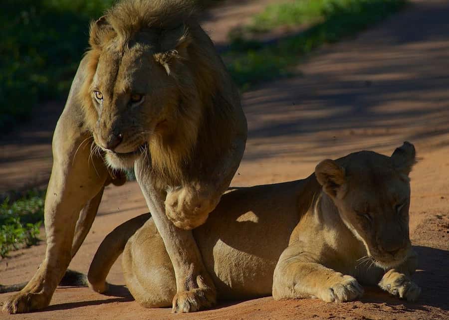 3-day unforgettable memories from Dar-es-Salaam to Mikumi NP - The open jeep makes day two feel like a safari