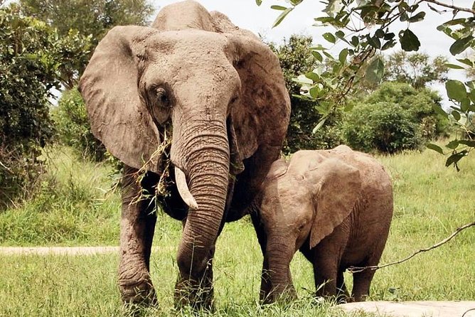 3 Days 2 Nights Adventures At Mikumi National Park - Animal spotting and the role of guide Francis