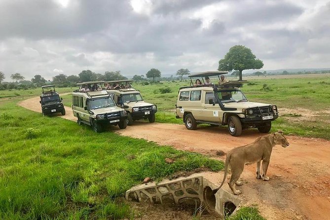 3 Days 2 Nights Adventures At Mikumi National Park - Day three: an early return to Dar es Salaam