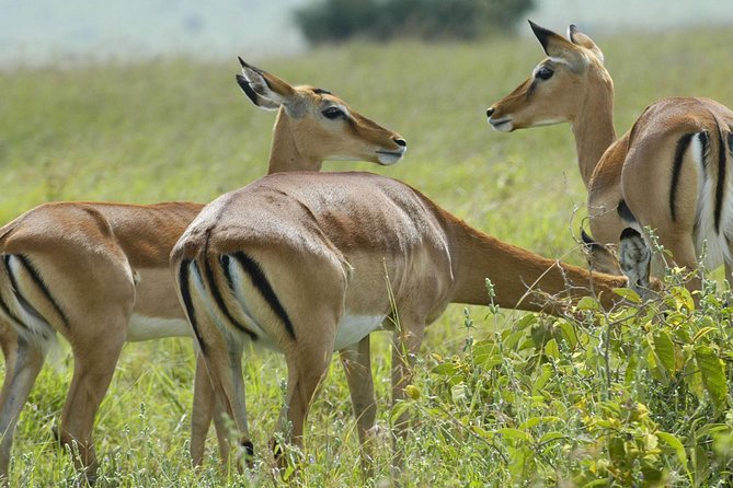 3 Days 2 Nights Group Joining Serengeti and Ngorogoro Safari - What $900 buys you in three safari days