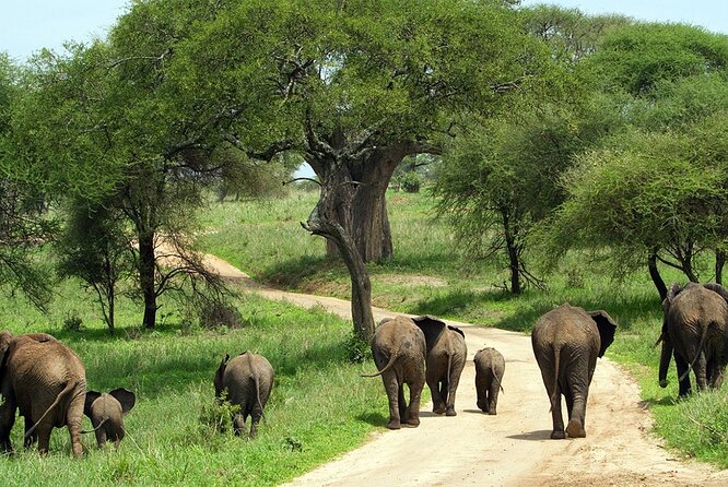 3 Days 2 Nights Group Joining Serengeti and Ngorogoro Safari - Leaving Arusha at 6:00 for the long road west
