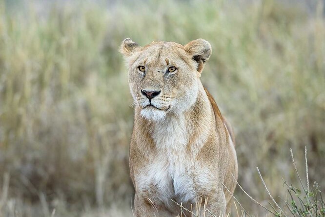 3 Days 2 Nights Group Joining Serengeti and Ngorogoro Safari - What the open-roof vehicle is really like