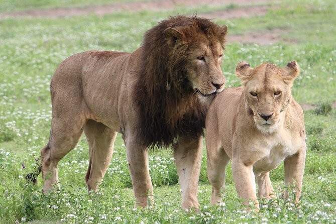 3 Days 2 Nights Group Joining Serengeti and Ngorogoro Safari - The sunrise game drive and a second look at Serengeti