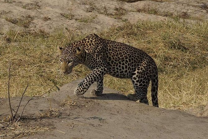 3 Days 2 Nights Mikumi National Park from Dar es salaam road trip - Guides, vehicles, and the feel of a private safari