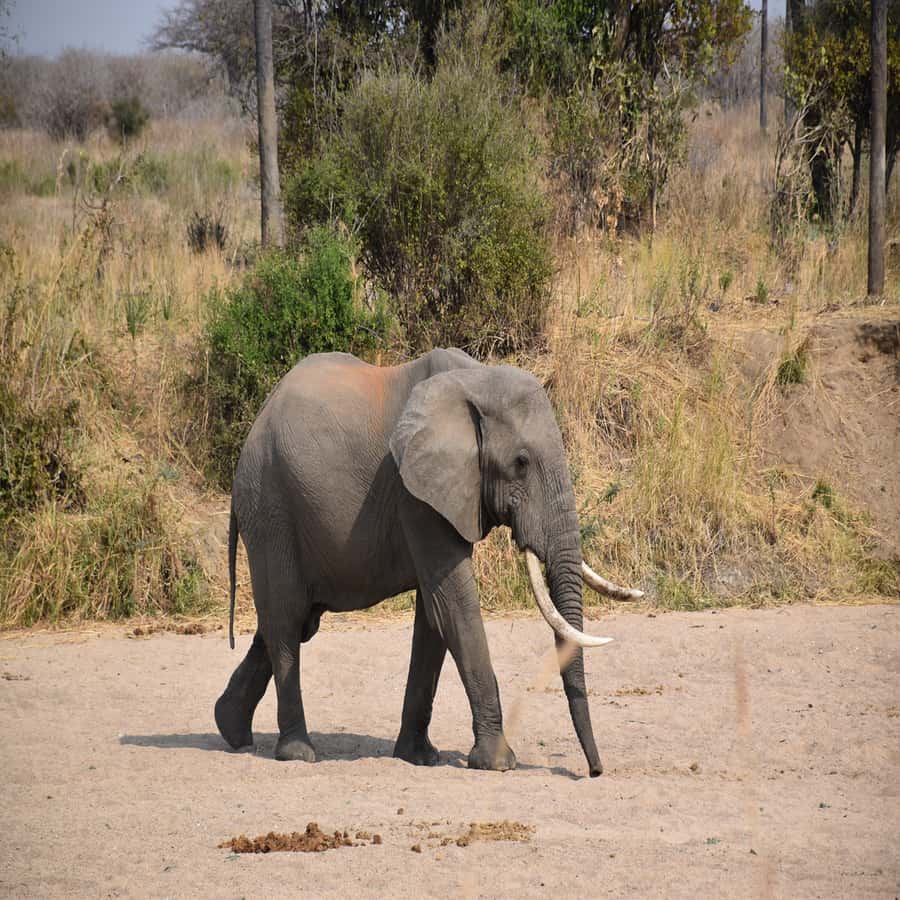 3 Days / 2 Nights Mikumi Safari by SGR Train from Zanzibar - Guides can shape the whole safari
