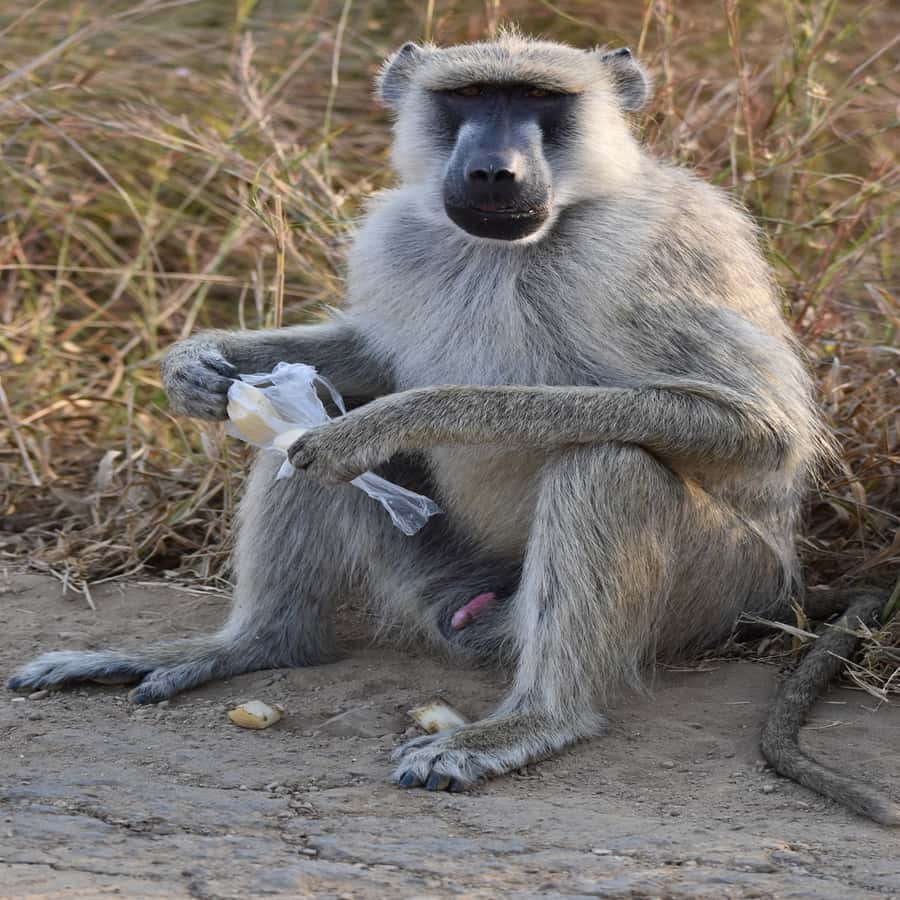 3 Days / 2 Nights Mikumi Safari by SGR Train from Zanzibar - Should you book it?