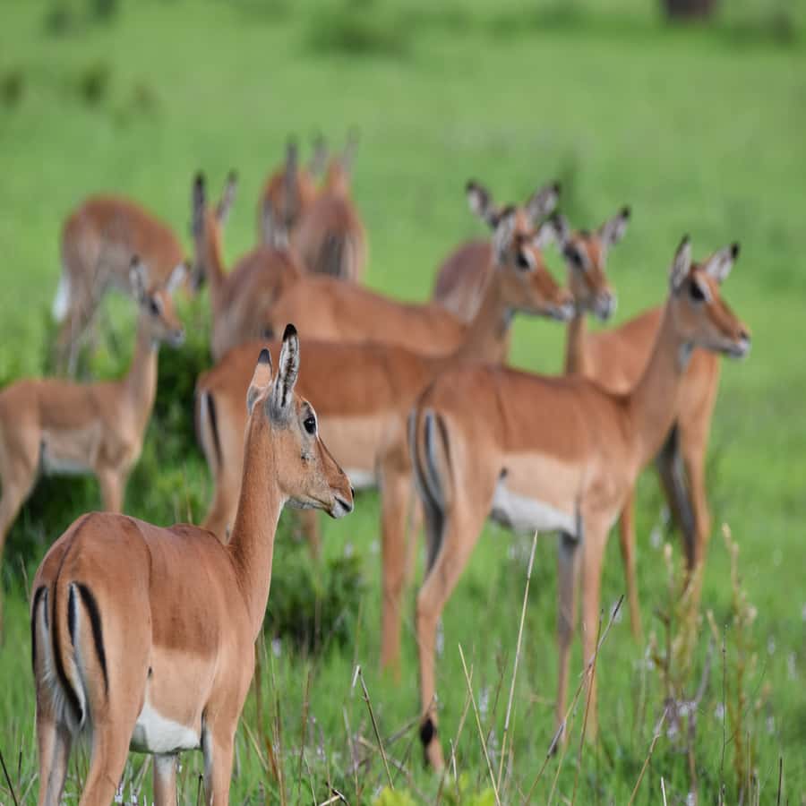 3 Days / 2 Nights Mikumi Safari by SGR Train from Zanzibar - Day 1: Zanzibar ferry, SGR train, and the Masai Boma