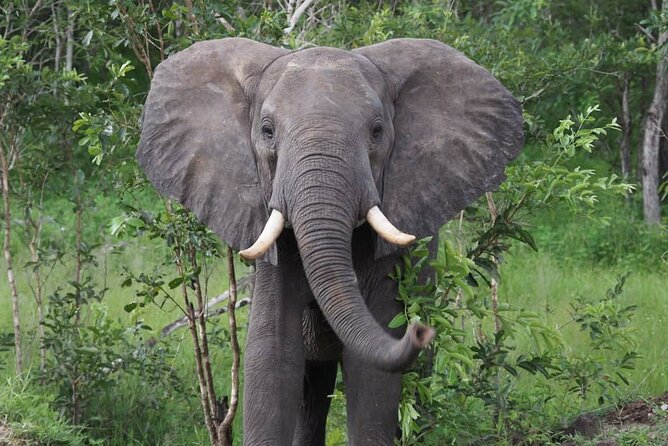 3 Days 2 Nights Private Safari Tour in Mikumi - Day 2: Eight hours of wildlife time inside Mikumi