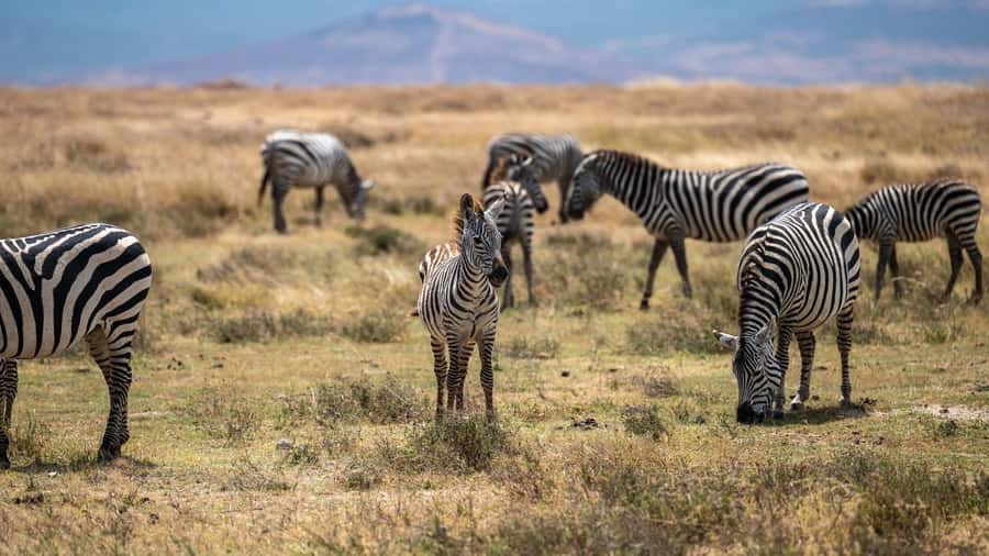 3 DAYS, 2 NIGHTS SAFARI FROM ZANZIBAR TO MIKUMI BY FERRY. - Key points to know before booking
