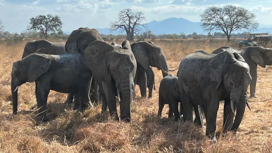 3 DAYS, 2 NIGHTS SAFARI FROM ZANZIBAR TO MIKUMI BY FERRY. - Is $730 good value?