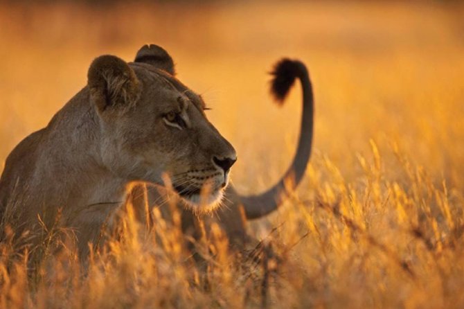 3 Days 2 Nights Serengeti, Ngorongoro & Tarangire Wildlife Lodge Safari - Ngorongoro Crater and the Garden of Eden setting