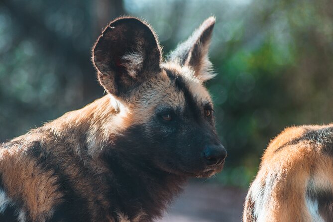 3-Days 2-nights Tanzania Private Budget Camping Safari - What the private format changes